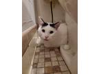 Adopt Johnny a Domestic Short Hair