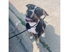 Adopt Hank a Pit Bull Terrier