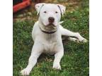 Adopt Capone a Pit Bull Terrier