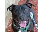 Adopt Happy a Pit Bull Terrier, Mixed Breed