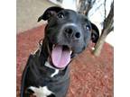 Adopt Skip a Pit Bull Terrier