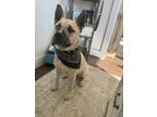 Adopt Simba a German Shepherd Dog, Husky