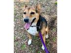 Adopt Bernie a German Shepherd Dog, Mixed Breed