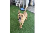 Adopt Tigger a Dutch Shepherd, Staffordshire Bull Terrier