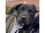 Adopt Peter Pan a Black Labrador Retriever, Mixed Breed