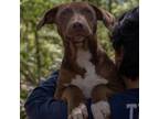 Adopt Eeyore a Black Mouth Cur, Catahoula Leopard Dog