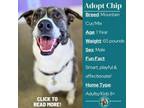 Adopt Chip a Mountain Cur, Mixed Breed