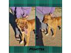 Adopt Monster a Nova Scotia Duck Tolling Retriever, Staffordshire Bull Terrier