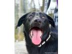 Adopt Yoda a Labrador Retriever, German Shepherd Dog