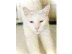 Adopt WINTER a Russian Blue, Turkish Van