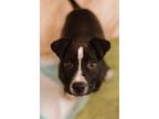 Adopt Cupid a Staffordshire Bull Terrier