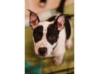 Adopt Archer a Pit Bull Terrier