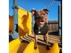 Adopt Abraham a American Staffordshire Terrier
