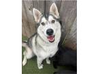 Adopt Jag a Siberian Husky