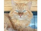 Adopt Honey-Sushi a Maine Coon, Domestic Long Hair