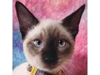 Adopt Matcha a Siamese