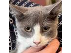 Adopt Barn home Barney a Domestic Short Hair