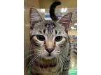 Adopt Titi a Domestic Short Hair