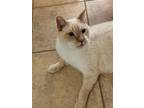 Adopt Frankie a Siamese