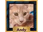 Adopt Andy a Domestic Short Hair