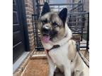 Adopt Myles a Akita