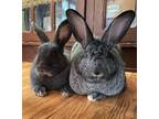 Adopt Charlotte and Templeton a Bunny Rabbit