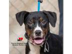 Adopt Joon a Rottweiler