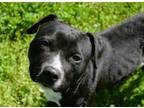 Adopt Nessa a American Staffordshire Terrier