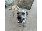 Adopt Lucy in the Sky a Mixed Breed