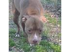 Adopt Annalise a Pit Bull Terrier, Mixed Breed