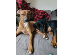 Adopt Georgie a Rhodesian Ridgeback