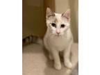 Adopt Audra a Turkish Van