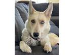 Adopt Penny a Australian Shepherd, Shepherd