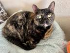 Adopt Kylie a Tortoiseshell