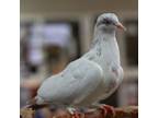 Adopt Professor Chaos a Pigeon