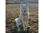 Adopt Precious a Siberian Husky