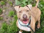 Adopt HERMIONE a Pit Bull Terrier