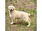 Golden Retriever Puppy for sale in New London, NC, USA