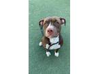 Adopt CHANNING a Pit Bull Terrier