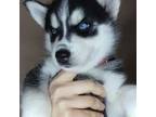 Siberian Husky Puppy for sale in Chelsea, OK, USA