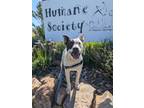 Adopt Yuma a Australian Cattle Dog / Blue Heeler, Terrier