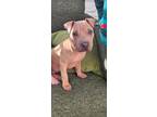 Adopt GRACE a Shar-Pei, Pit Bull Terrier