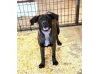 Adopt Brandy a Labrador Retriever, Australian Cattle Dog / Blue Heeler