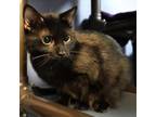 Adopt Ms. Norris a Domestic Short Hair