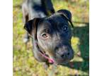 Adopt JAZZY a American Staffordshire Terrier, Mixed Breed