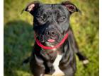 Adopt NENA a Pit Bull Terrier, Mixed Breed