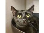 Adopt Dream a Domestic Short Hair