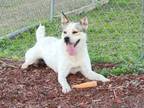 Adopt LUCY a Australian Cattle Dog / Blue Heeler, Mixed Breed