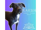 Adopt Karma a Retriever, Mixed Breed