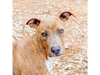 Adopt Rocko- in foster a Mixed Breed